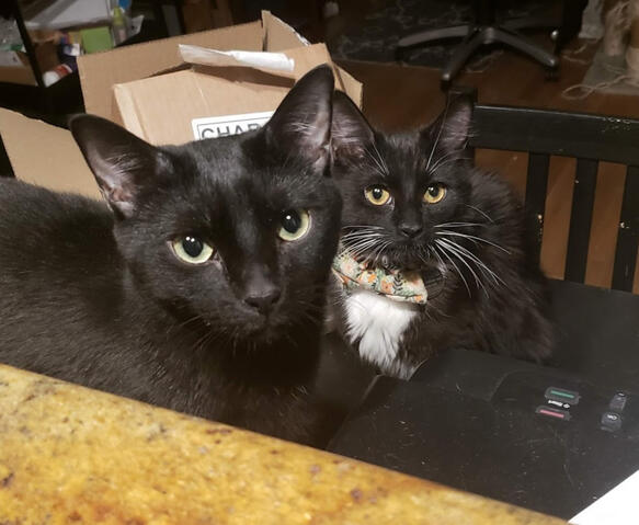 Nim and Frankie plotting