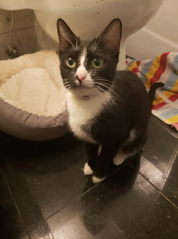 Lefty waiting for food