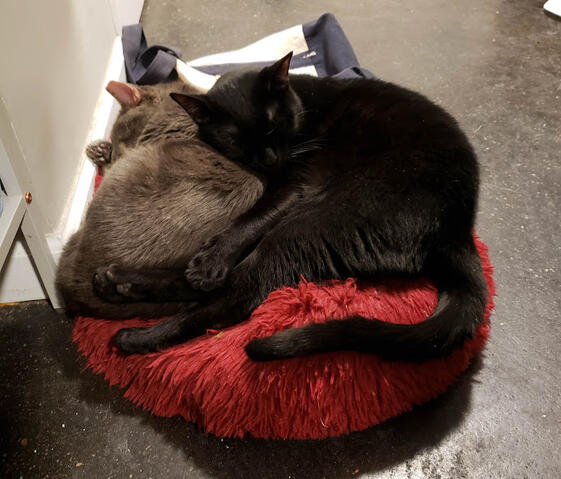 Roger & Nim snugglin'