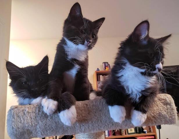 The wee three queens