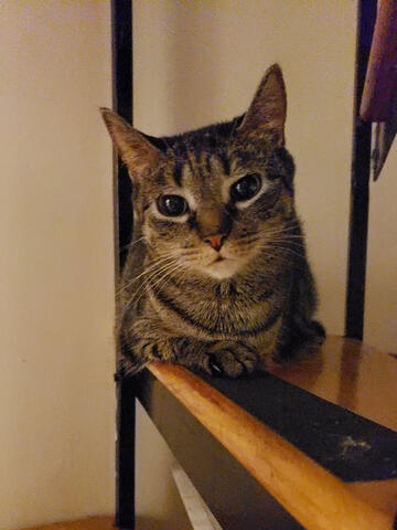 Wulfie sitting on the stairs