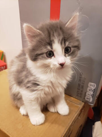 Ruthie being a floof