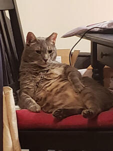 Roger lounging once again